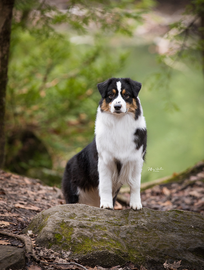 Australian clearance shepherd kennels