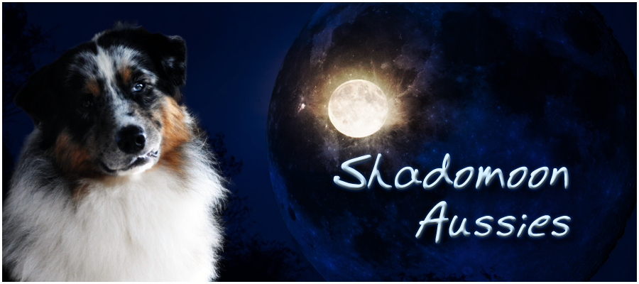 Shadomoon Aussies