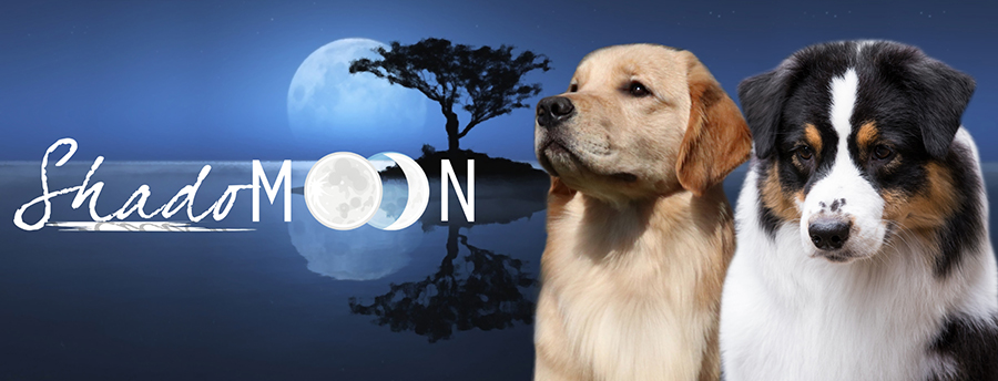 Shadomoon Aussies